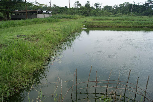 Figure 2 On-shore fish farm in earthy ponds