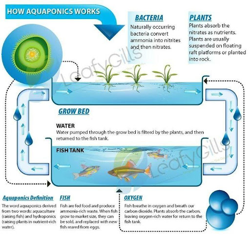 How aquaponics works?