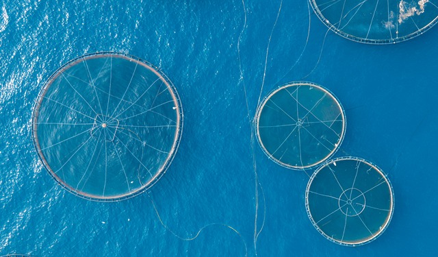 Turkish aquaculture, record production and exports - Blue Life Hub