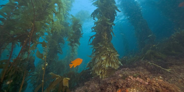 Algae forests: a solution to climate change - Blue Life Hub