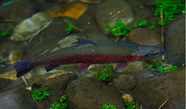 Rainbow trout